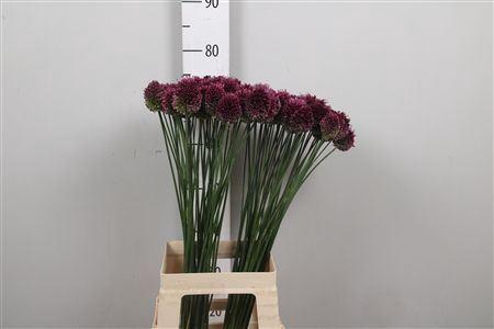 <h4>Allium sphaerocephalon</h4>