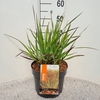 Panicum virgatum Squaw