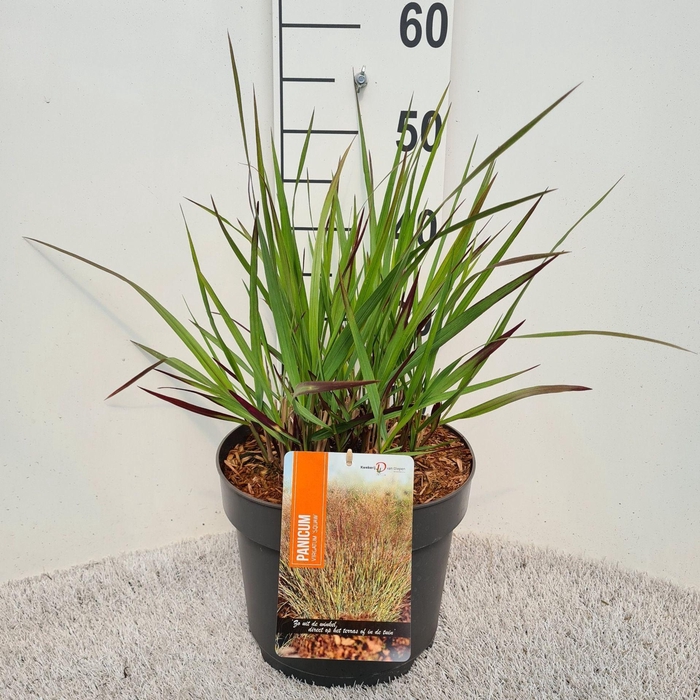 <h4>Panicum virgatum Squaw</h4>