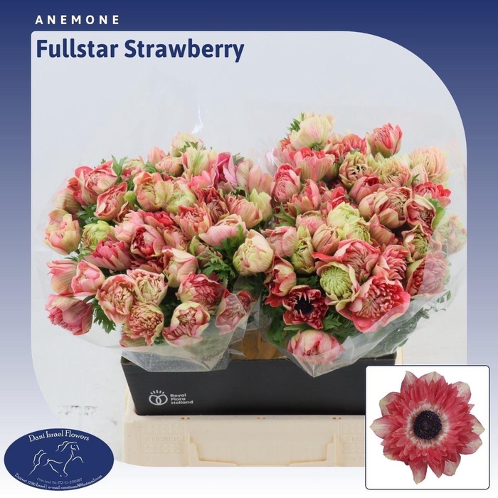 <h4>Anemone Fullstar Strawberry</h4>