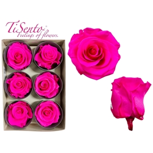 ARR ROSA POT H%