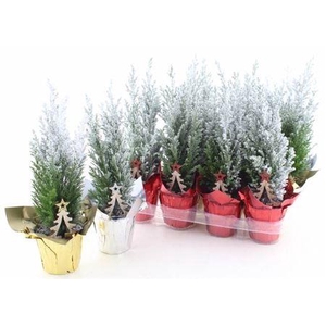 Cham L Ellwoodii Snow + Potcover