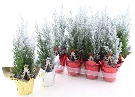 <h4>Cham L Ellwoodii Snow + Potcover</h4>