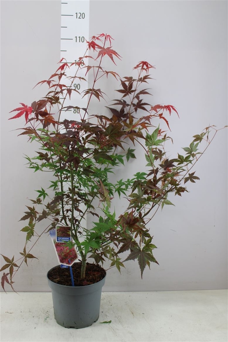 <h4>Acer Pa Atropurpureum</h4>