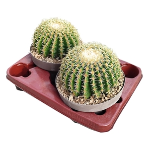 ECHINOCACTUS GRUSONII BREVISPINUS - BOWL Ø 20 - TRAY 2 PCS (CACTUS)