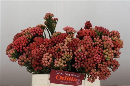 <h4>Brun La Red</h4>