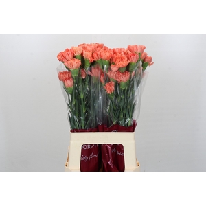 Dianthus St Hermes Orange