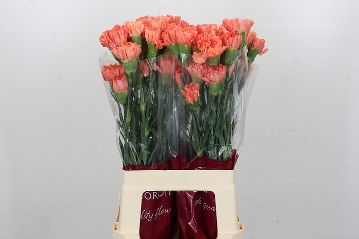 <h4>Dianthus St Hermes Orange</h4>