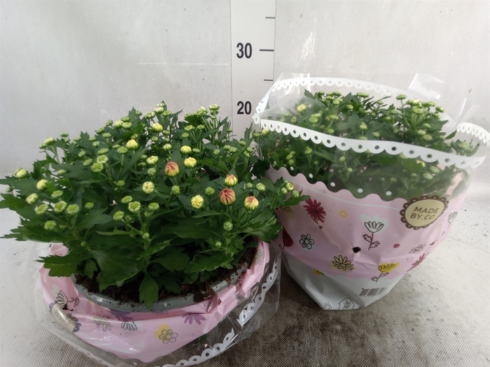 <h4>Chrysanthemum   ..mix/pot</h4>