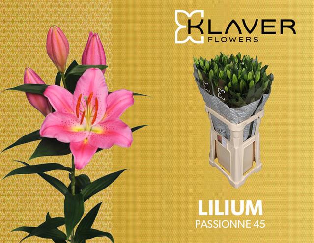 <h4>LI OR PASSIONNE</h4>