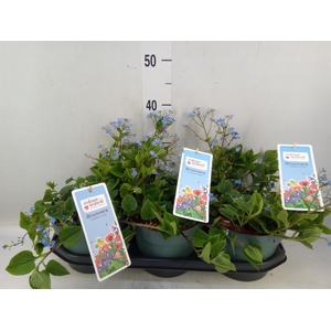 Brunnera macrophylla   ...