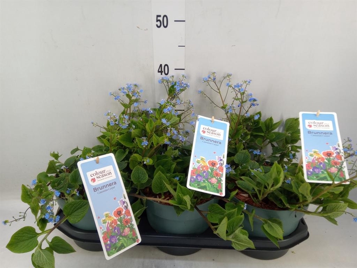 <h4>Brunnera macrophylla   ...</h4>