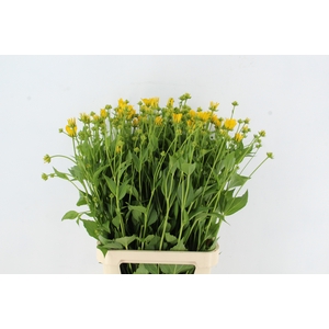 RUDBECKIA NITIDA