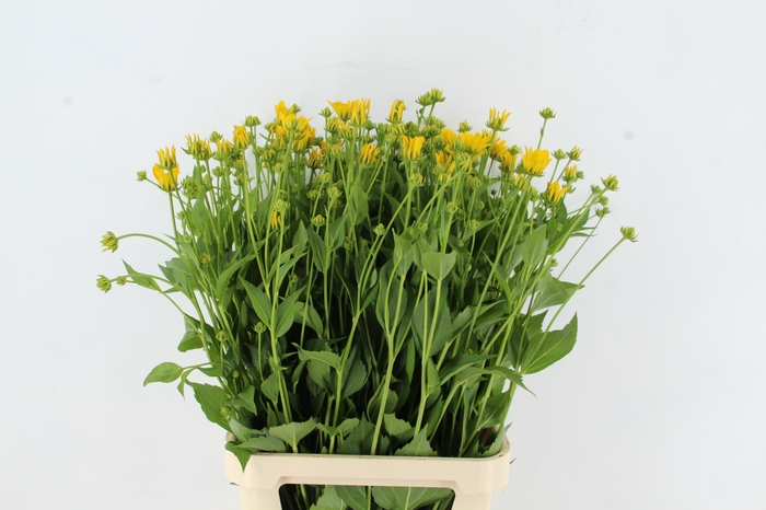 <h4>RUDBECKIA NITIDA</h4>