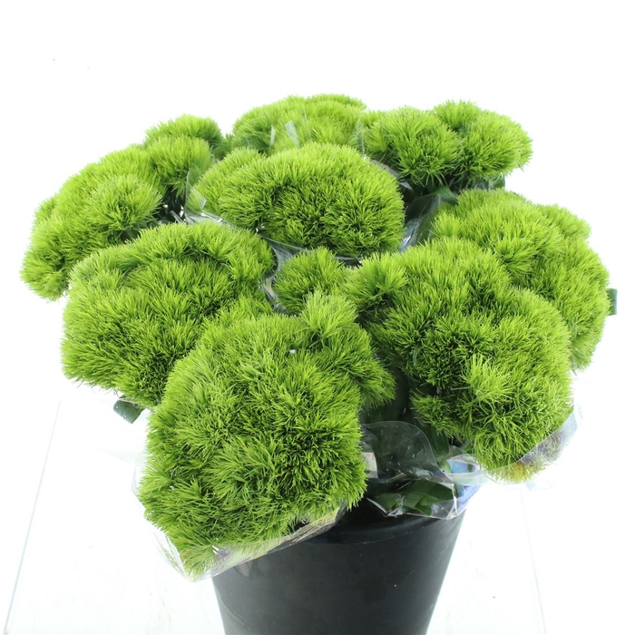 <h4>Di Barb Green Trick</h4>