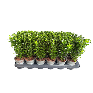 Euonymus japonicus 'Green Spire' P9