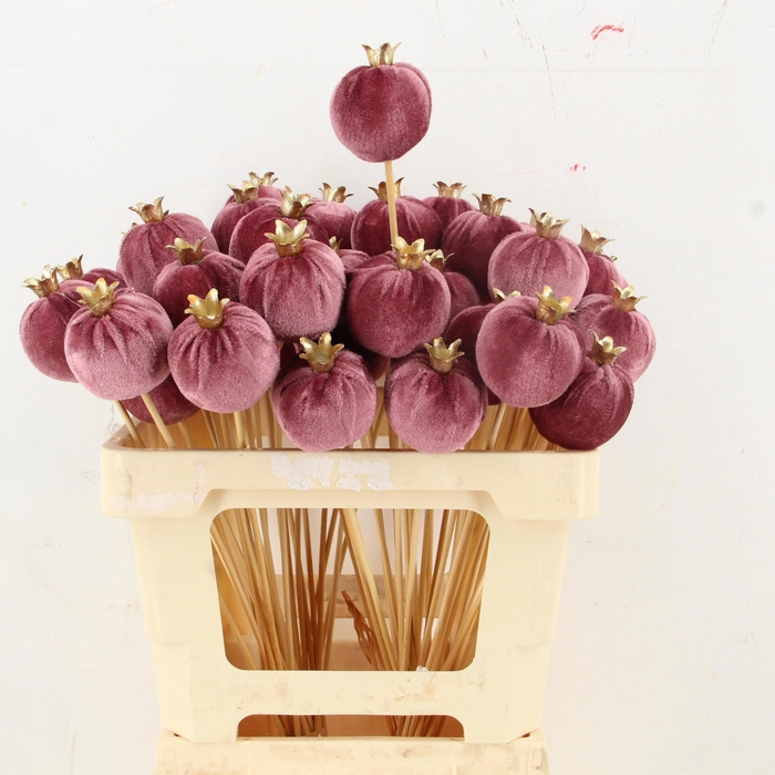 <h4>HUIS EN TUINDECO H%</h4>