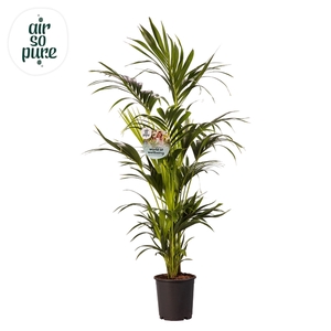 KENTIA - P24 H150 - 8PP - Air So Pure (Howea forsteriana)