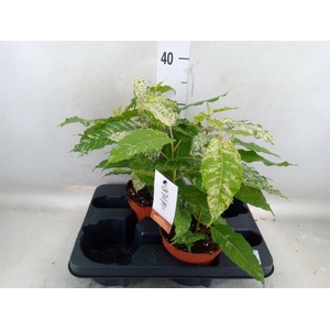 Ficus elastica 'Moonshine'