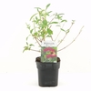 Buddleja dav. Royal Red C2