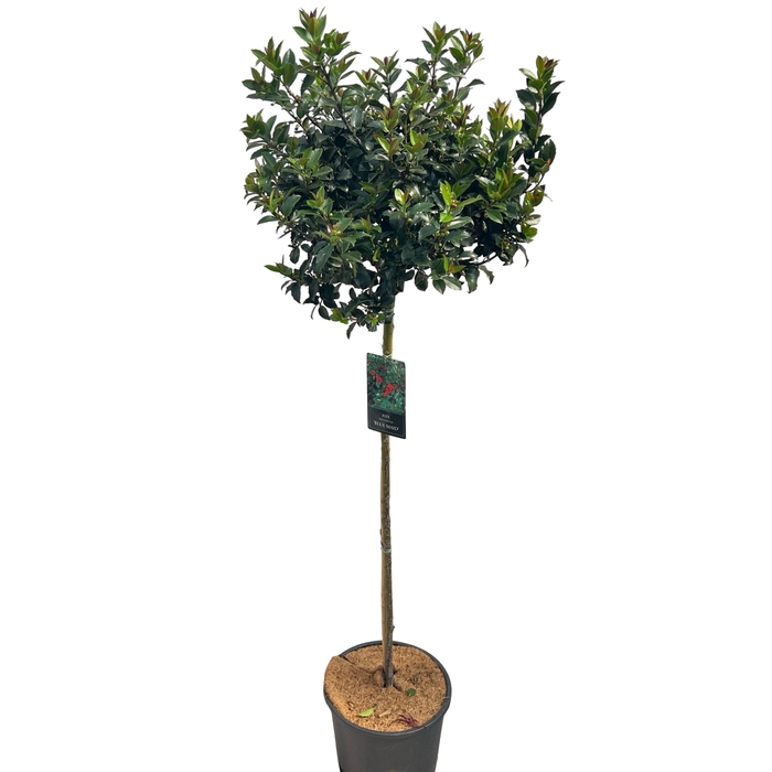 <h4>Ilex aquifolium 'Blue Maid' stam 100 cm</h4>
