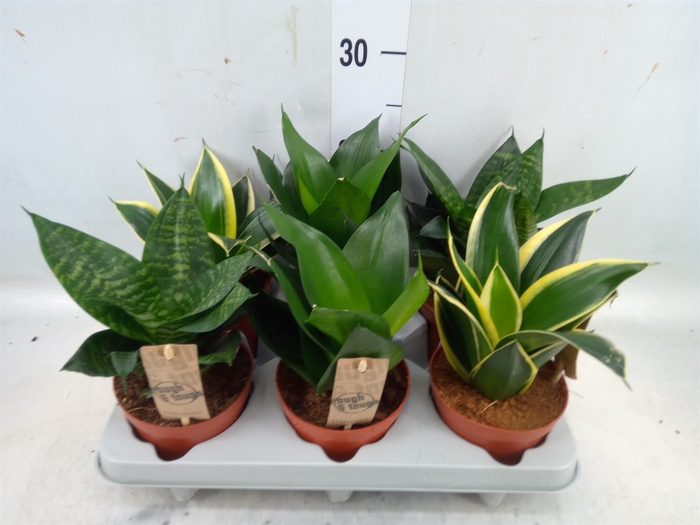 <h4>Sansevieria trifa. 'Hahnii'</h4>