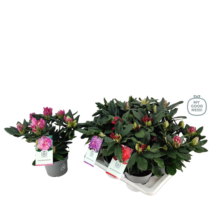<h4>Rhododendron 30-35 /2 liter 'Mix Tray' kleurtonend</h4>