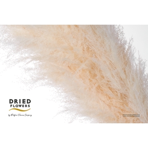 Dried Bleached Cortaderia Dadang