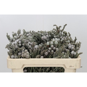 Kaaps Groen Silver Brunia