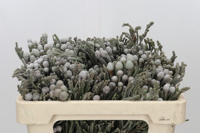 <h4>Kaaps Groen Silver Brunia</h4>