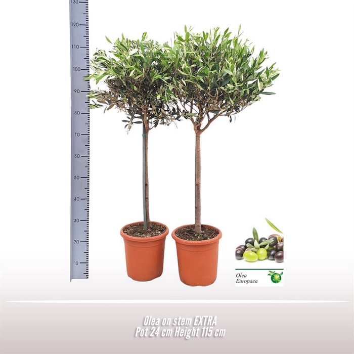 <h4>Olea op stam</h4>