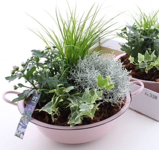 <h4>ARR TUINPLANTEN</h4>