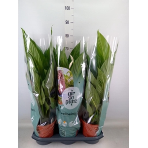 Spathiphyllum  'Bingo Cupido'