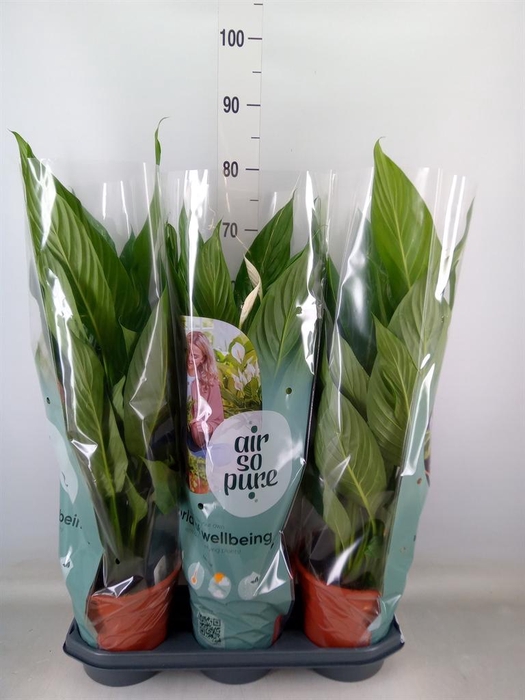 <h4>Spathiphyllum  'Bingo Cupido'</h4>