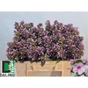 Phlox Bright Eyes
