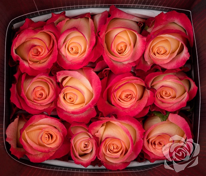 <h4>R GR CABARET EQ</h4>