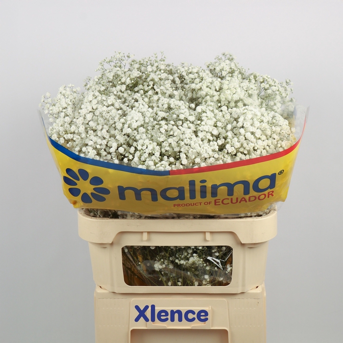 <h4>GYPS PA XLENCE</h4>