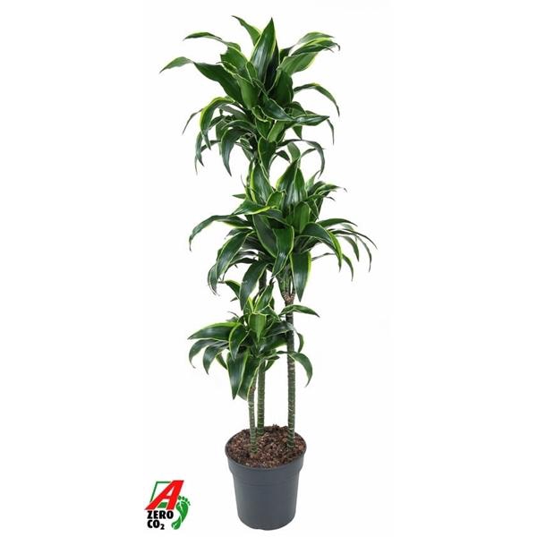 <h4>Dracaena fragrans Compacta Grp 'Dorado' (toef)</h4>