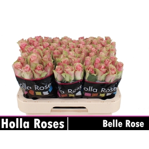 R GR BELLE ROSE