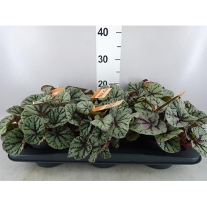 Begonia BD   ...