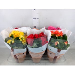 Begonia elat. DU   ...mix