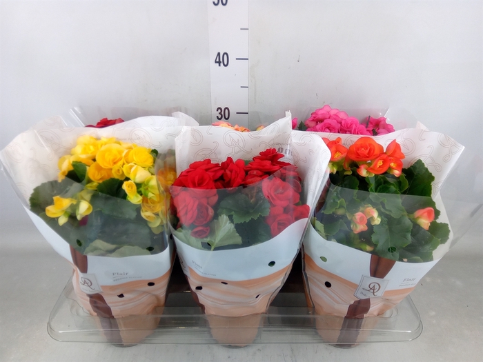 <h4>Begonia elat. DU   ...mix</h4>