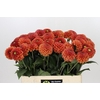 Dahlia Zundert Mystery Fox