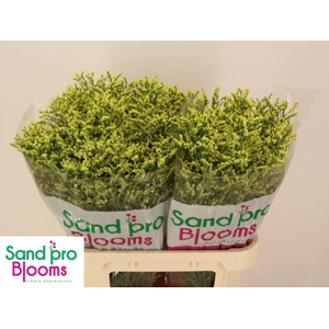 Limonium sinense 'China Summer'