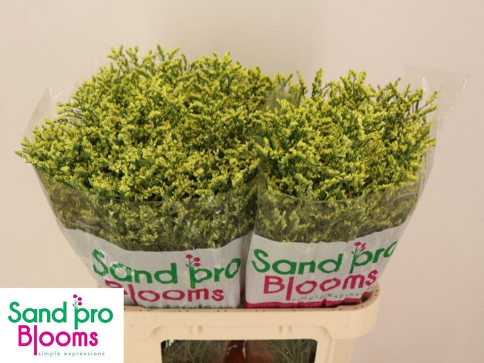 <h4>Limonium sinense 'China Summer'</h4>