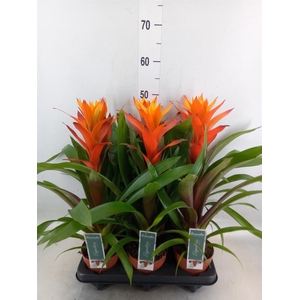 Guzmania  'Variada'