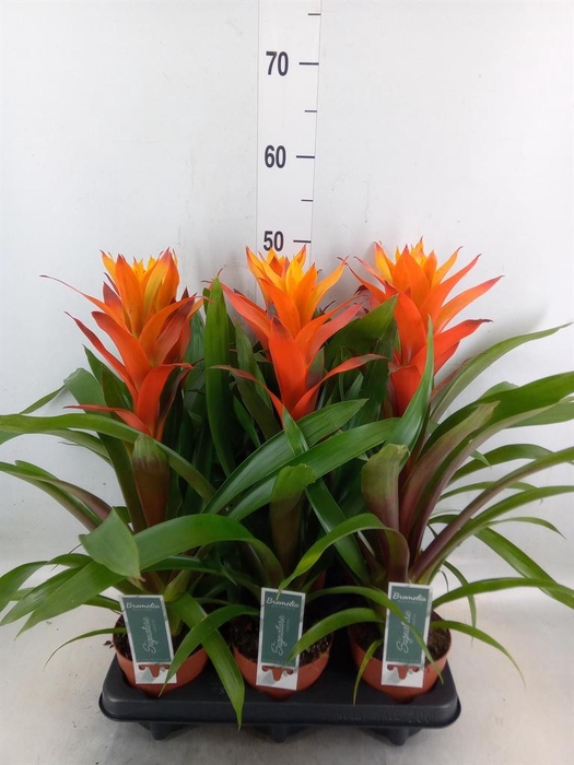 <h4>Guzmania  'Variada'</h4>