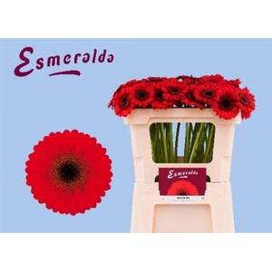 Gerbera mini Nirvana