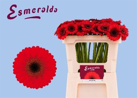 <h4>Gerbera mini Nirvana</h4>
