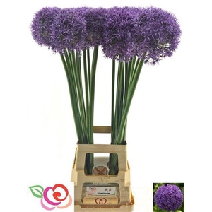 Allium Globemaster